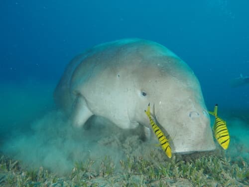 Dugongs