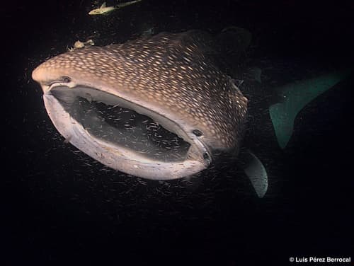 Whale Sharks