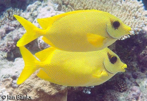 Coral Rabbitfish