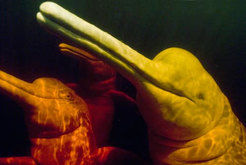 Amazon River Dolphin