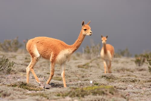 Vicuña