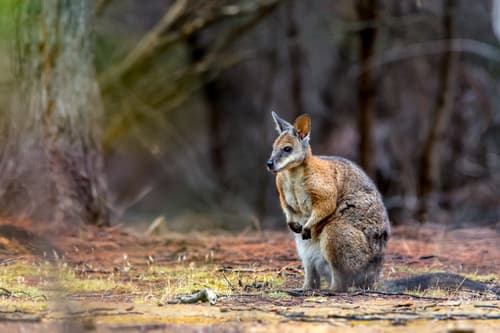 Tammar Wallaby