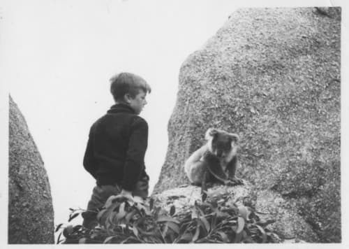 Koalas