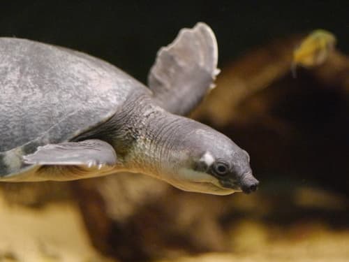 Pig-nosed Turtle