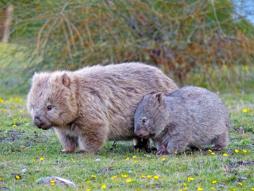 Wombats