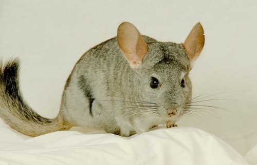 Long-tailed Chinchilla