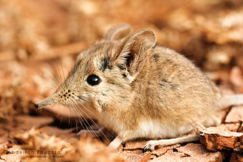North African Sengi
