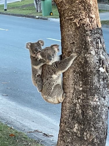 (c) aussie_lisa, some rights reserved (CC BY-NC)