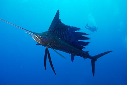Sailfishes