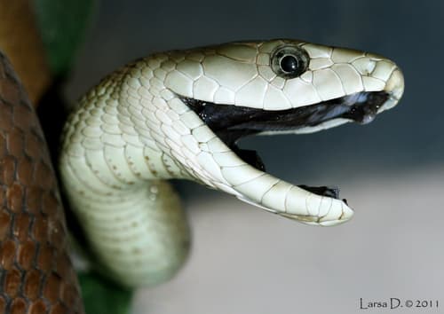 Black Mamba