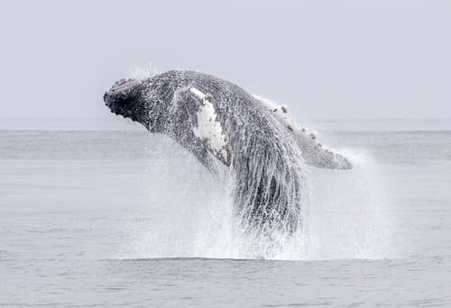 Humpback Whales