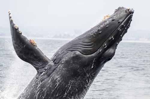 (c) Robin Gwen Agarwal, some rights reserved (CC BY-NC), uploaded by Robin Gwen Agarwal
