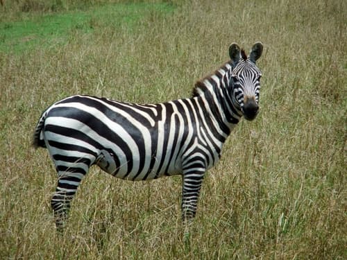 Plains Zebra