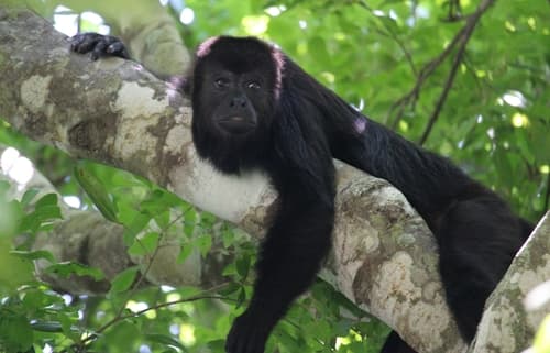 Yucatán Black Howler Monkey