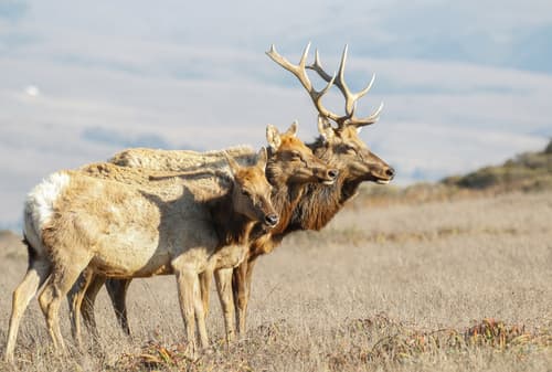 Elk