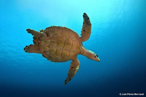 Hawksbill Sea Turtles