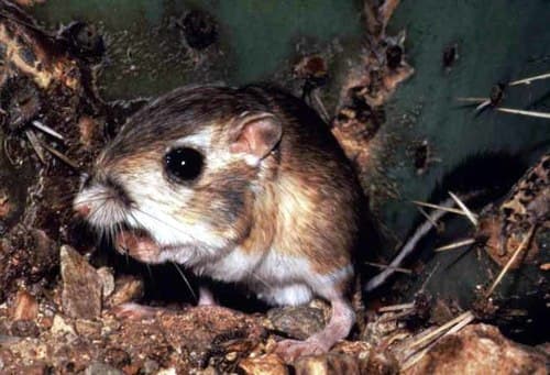 Kangaroo Rats and Pocket Mice