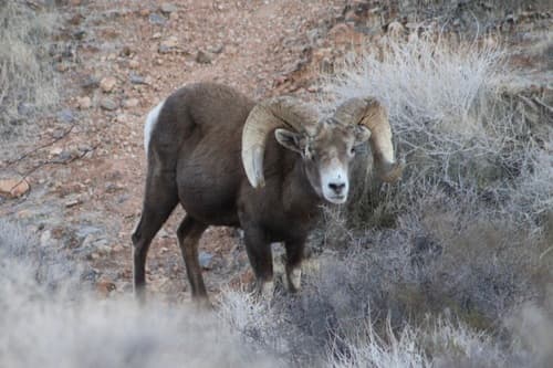 (c) bighornsheepgirl, some rights reserved (CC BY-NC), uploaded by bighornsheepgirl