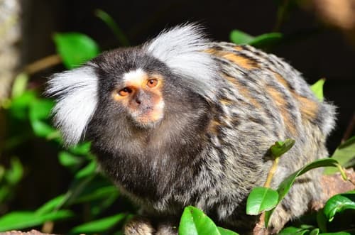 Common Marmoset