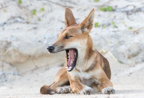 Dingo