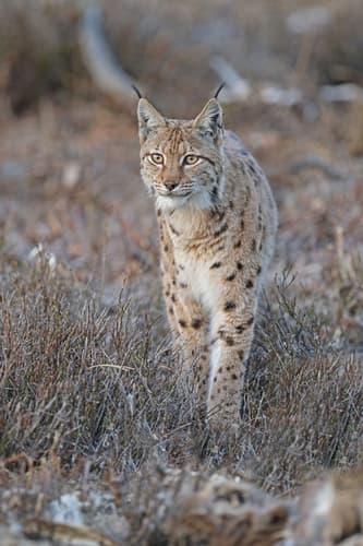 Lynxes