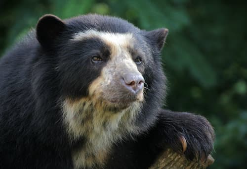 Spectacled Bear