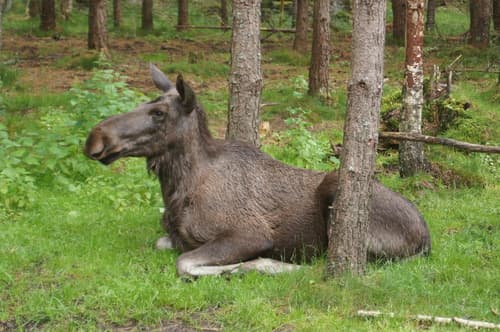 Moose
