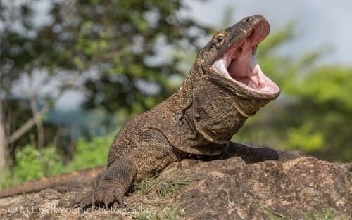 Komodo Dragon