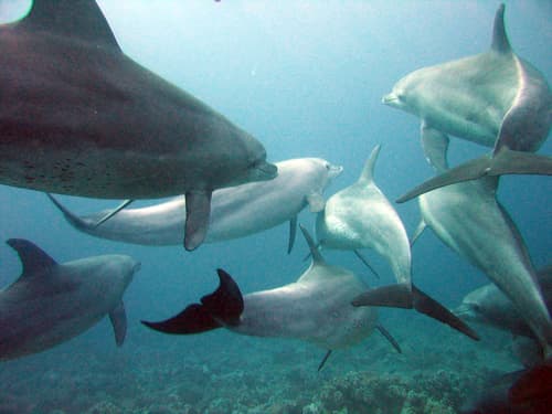 Cetaceans