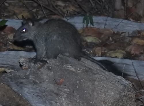 Black-footed Tree Rat