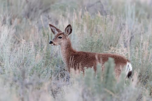 Mule Deer