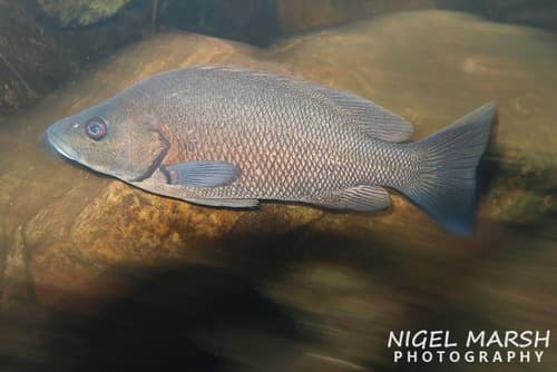 Sooty Grunter