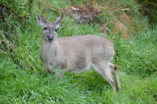 Andean White-tailed Deer