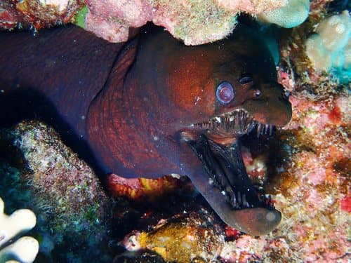 Morays