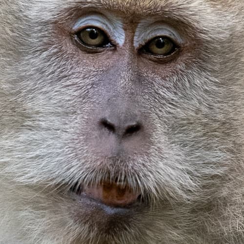 Long-tailed Macaque