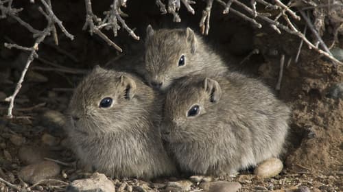 Mountain Cavies