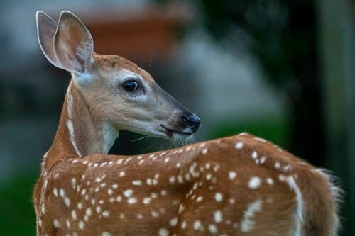 White-tailed Deer