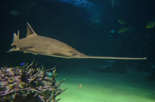 Green Sawfish