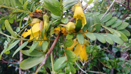Lord Howe kowhai