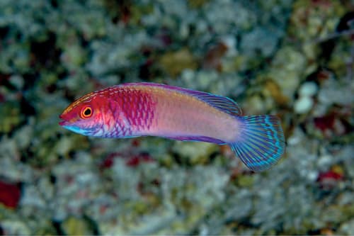 Rose-veiled Fairy Wrasse