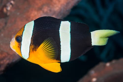 Clark's Anemonefish