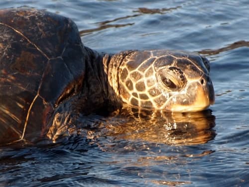 Green and Flatback Sea Turtles
