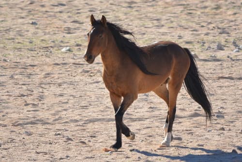 Equines