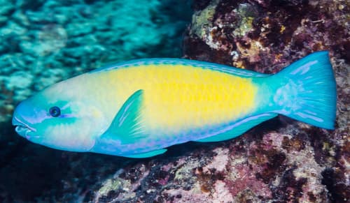 Pacific Bullethead Parrotfish