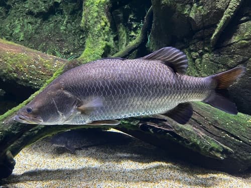 Barramundi