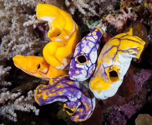 Golden Sea Squirt