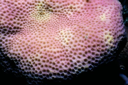 Hump Coral