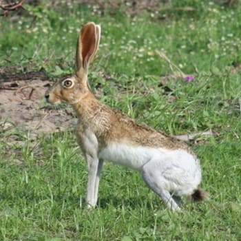 Tehuantepec jackrabbit