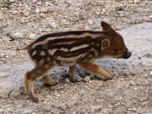 Eurasian Wild Pig