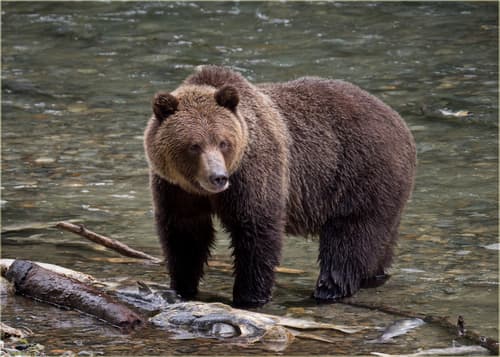 Grizzly Bear
